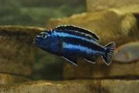 Melanochromis Cyaneorhabdos Maingano