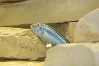 Melanochromis Cyaneorhabdos Maingano