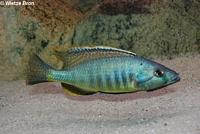 Champsochromis Caeruleus