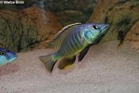 Champsochromis Caeruleus