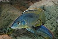 Champsochromis Caeruleus