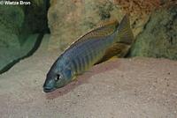 Champsochromis Caeruleus