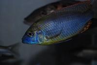 Naevochromis Chrysogaster