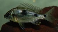 Naevochromis Chrysogaster