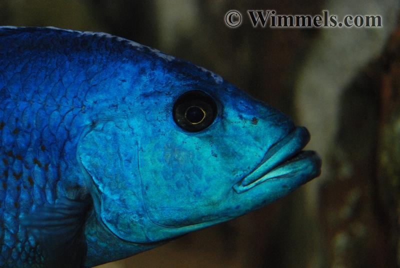 Nimbochromis Fuscotaeniatus