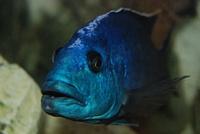 Nimbochromis Fuscotaeniatus