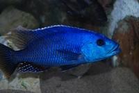 Nimbochromis Fuscotaeniatus