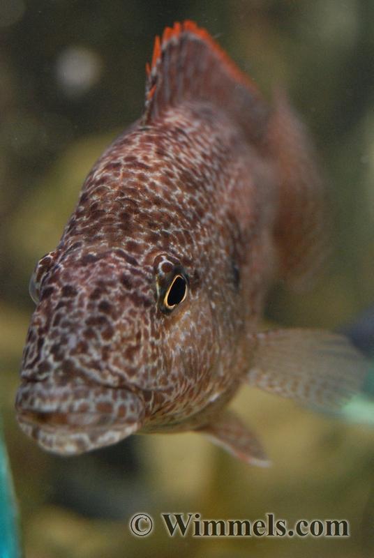 Nimbochromis Linni