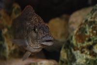 Nimbochromis Linni