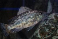 Nimbochromis Linni