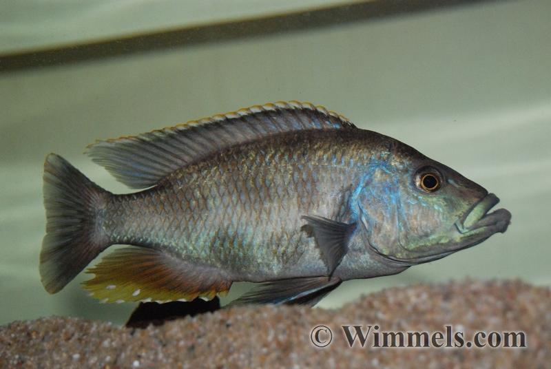 Nimbochromis Livingstonii