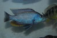  Nimbochromis Livingstonii 