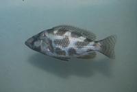  Nimbochromis Livingstonii 