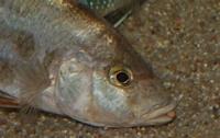 Nimbochromis Livingstonii 