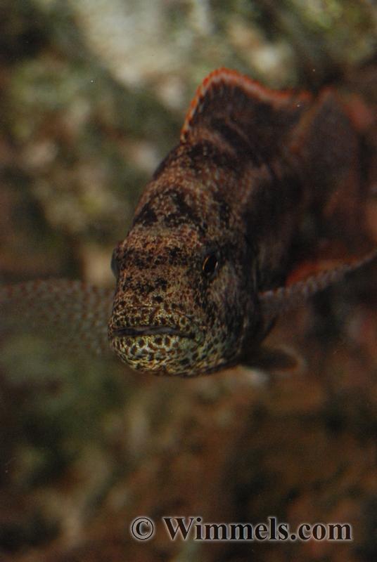 Nimbochromis Polystigma