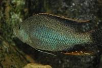 Nimbochromis Polystigma