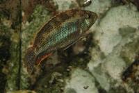 Nimbochromis Polystigma