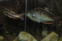 Nimbochromis Polystigma