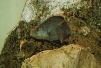 Nimbochromis Polystigma