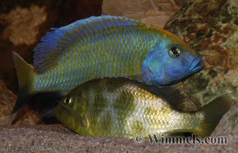 Nimbochromis Venustus