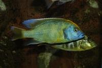 Nimbochromis Venustus