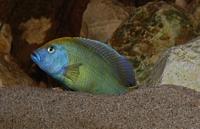 Nimbochromis Venustus