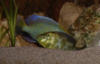 Nimbochromis Venustus