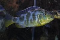 Nimbochromis Venustus