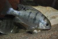 Oreochromis Lidole