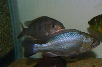 Oreochromis Lidole