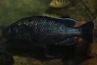 Oreochromis Lidole