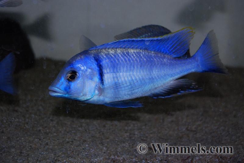 Placidochromis Electra