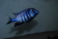 Placidochromis Electra