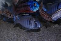 Placidochromis Electra