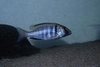 Placidochromis Electra