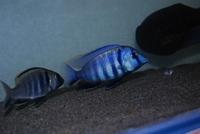 Placidochromis Electra