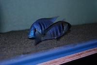 Placidochromis Electra