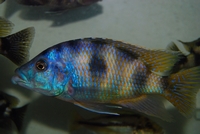 Placidochromis Milomo