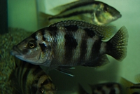 Placidochromis Milomo