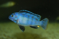 Pseudotropheus Saulosi