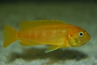 pseudotropheus saulosi