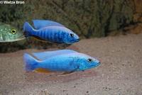 Sciaenochromis Fryeri Iceberg