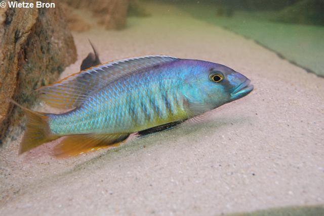 Taenochromis holotaenia