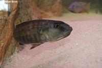 Taeniochromis Holotaenia