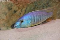 Taeniochromis Holotaenia