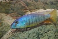 Taeniochromis Holotaenia