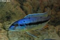 Taeniochromis Holotaenia