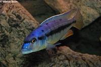 Taeniochromis Holotaenia