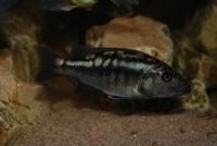 Tyrannochromis Macrostoma wildvang