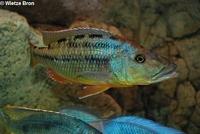 Tyrannochromis maculiceps